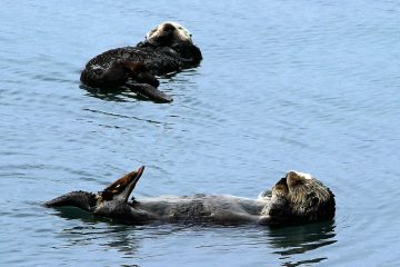 Otter by Rennett Stowe